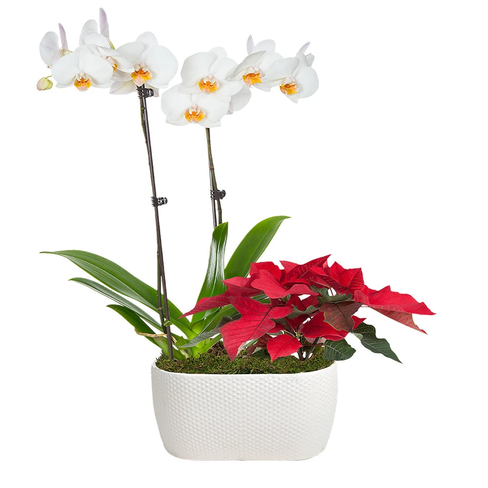 Classic Christmas Garden 4 Classic Christmas Garden - Image 2