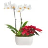 Classic Christmas Garden 1 Classic Christmas Garden -Plant Sale Shop 10IN Dot White Orchid with Yellow Lip and Red Poinsettia with Moss Topping 600x600 9b6a7df1 8d81 42a9 988c a05f1356a87e