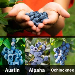 3-in-1 Blueberry Bush (Southern Highbush) -Plant Sale Shop 3 up Southern 2 Austin