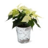 White Poinsettia In Birch Pot 2 White Poinsettia In Birch Pot -Plant Sale Shop 4IN Birch Pot White Poinsettia 600x600 492ecacd 240c 40aa be9f 86b09589bb76