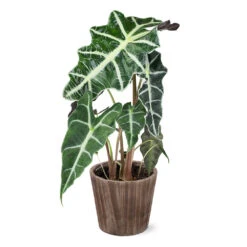 Alocasia Polly With Decorative Pot -Plant Sale Shop 5IN Brown Wilson with Alocasia Poly