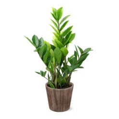 5-Inch ZZ Plant In Decorative Pot 10 5-Inch ZZ Plant In Decorative Pot -Plant Sale Shop 5IN Brown Wilson with ZZ d9618b4a 610c 4db9 824b 52b4d125a693