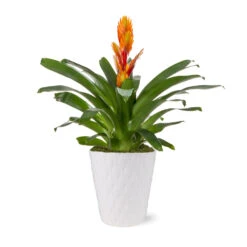 5-Inch Bromeliad In Decorative Pot 11 5-Inch Bromeliad In Decorative Pot -Plant Sale Shop 5IN Evi Orange Intenso Bromeliad with Moss Topping