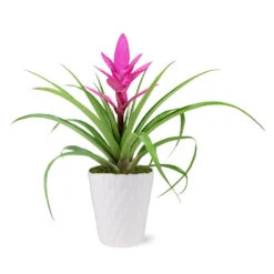 5-Inch Bromeliad In Decorative Pot 10 5-Inch Bromeliad In Decorative Pot -Plant Sale Shop 5IN Evi Pink Antonio Bromeliad with Moss Topping 1