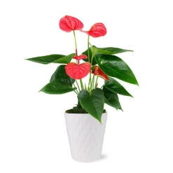Pink Anthurium 9 Pink Anthurium -Plant Sale Shop 5IN Evi Sweet Dream Pink Anthurium with Moss Topping