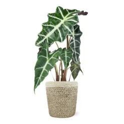 Alocasia Polly With Decorative Pot -Plant Sale Shop 5IN Jute with Alocasia Poly
