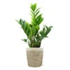 5-Inch ZZ Plant In Decorative Pot 1 5-Inch ZZ Plant In Decorative Pot -Plant Sale Shop 5IN Jute with ZZ 600x600 1