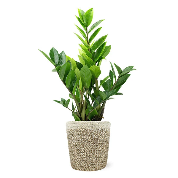 5-Inch ZZ Plant In Decorative Pot 3 5-Inch ZZ Plant In Decorative Pot