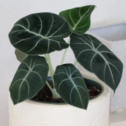 Alocasia Black Velvet 9 Alocasia Black Velvet -Plant Sale Shop ALocasia Black Velvet 7