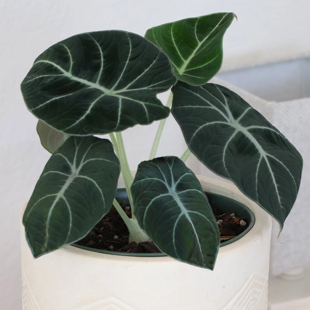 Alocasia Black Velvet 6 Alocasia Black Velvet - Image 4