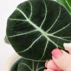Alocasia Black Velvet 8 Alocasia Black Velvet -Plant Sale Shop ALocasia Black Velvet FGT 5