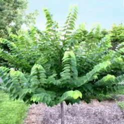 Ace Of Hearts Redbud Tree 8 Ace Of Hearts Redbud Tree -Plant Sale Shop Ace of Hearts 2