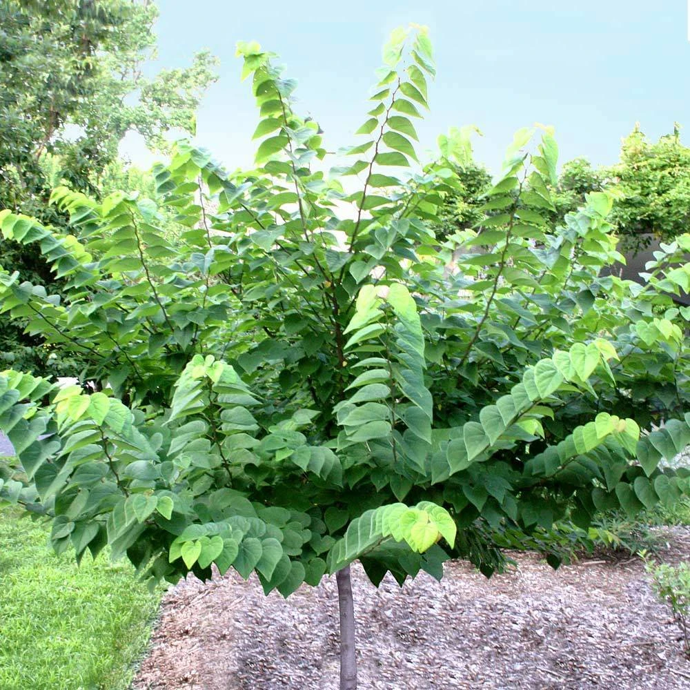 Ace Of Hearts Redbud Tree 4 Ace Of Hearts Redbud Tree - Image 3