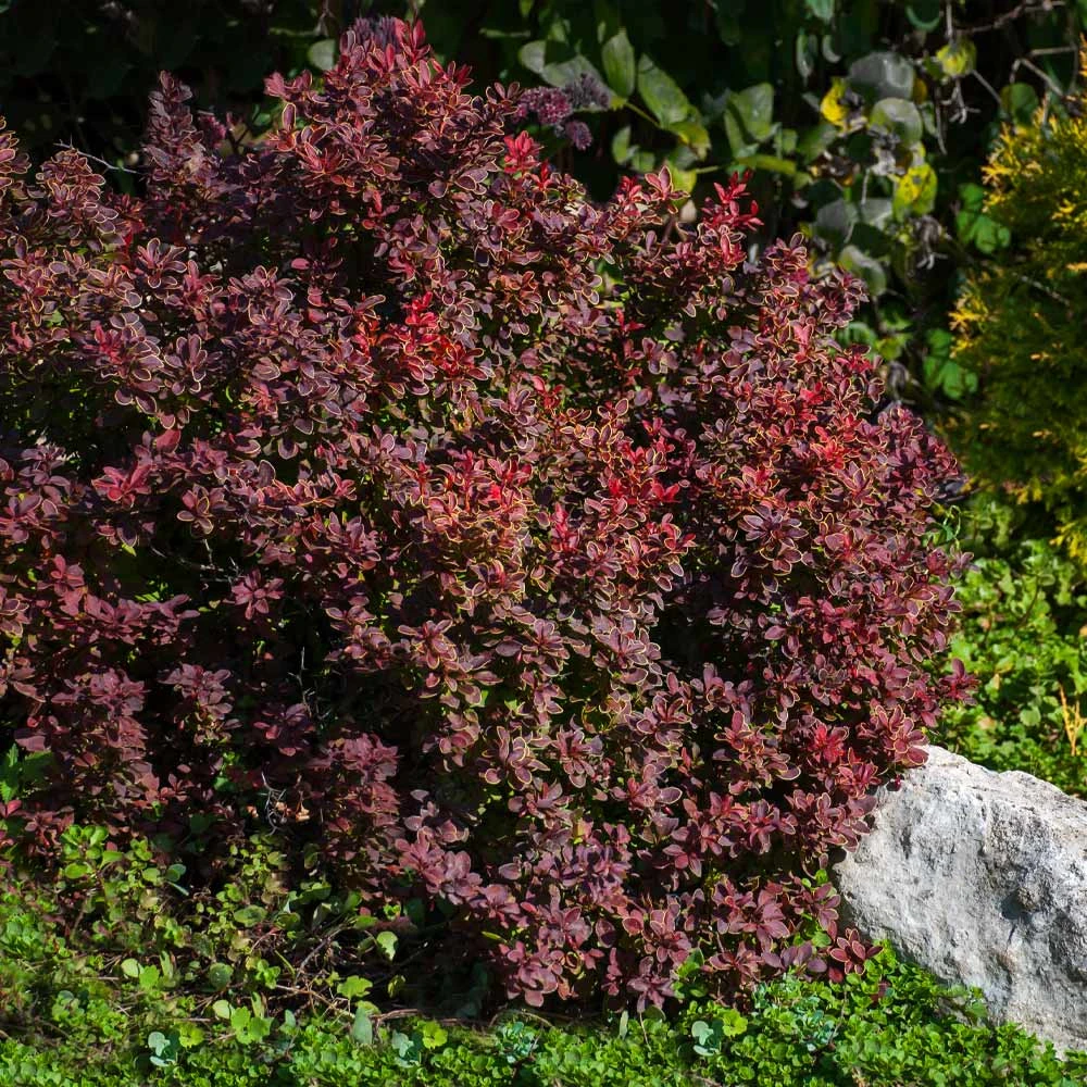 Admiration Barberry Shrub 6 Admiration Barberry Shrub - Image 4