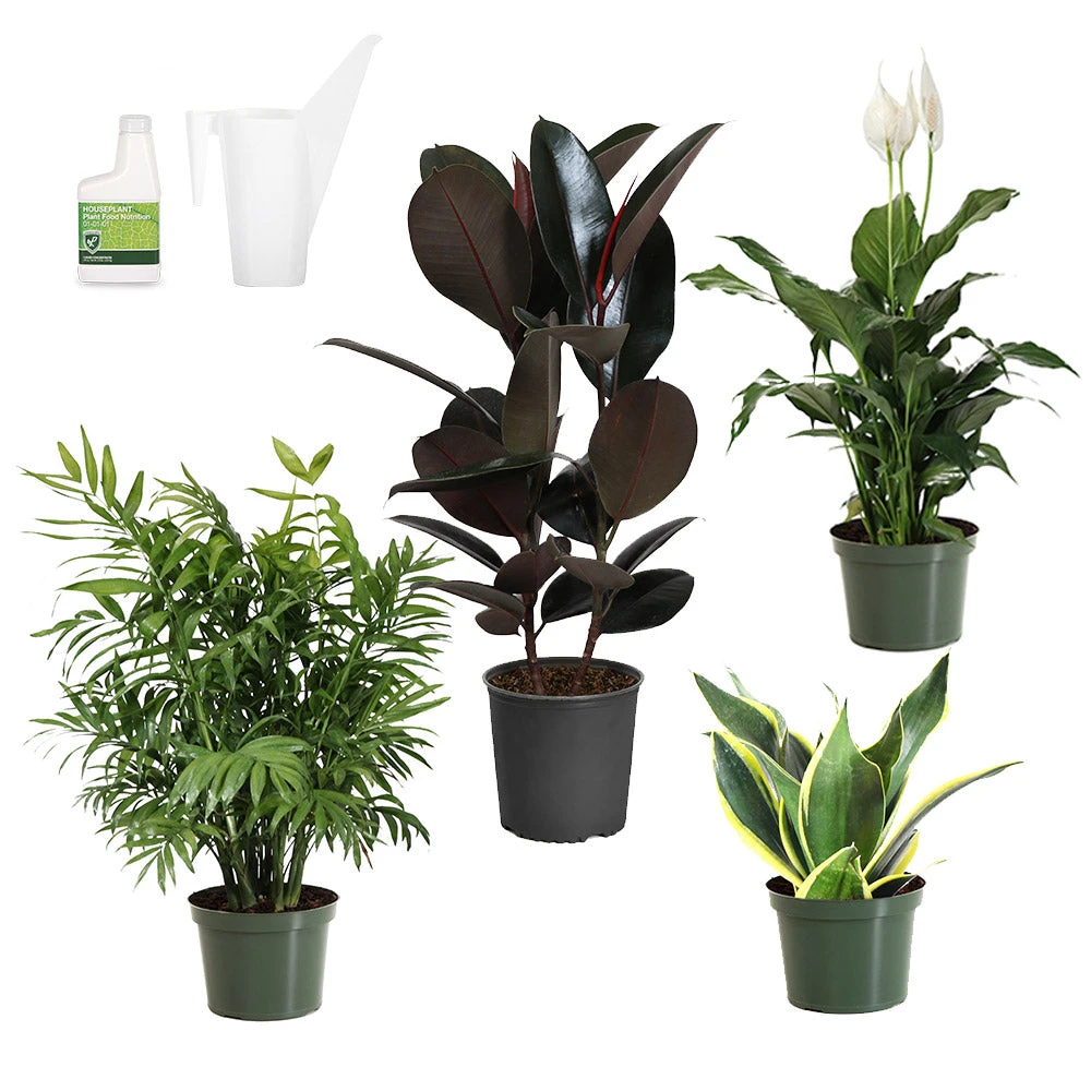 Air-Purifying House Plant Kit 4 Air-Purifying House Plant Kit - Image 2