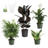 Air-Purifying House Plant Kit 2 Air-Purifying House Plant Kit -Plant Sale Shop Air Purifying 600x600 5c43e1c2 c436 44bb b11b 872821d8d685