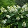 Alice Oakleaf Hydrangea 1 Alice Oakleaf Hydrangea -Plant Sale Shop Alice Oakleaf Hydrangea FGT 600x600 114553d2 b957 41b8 81e9 36bf1662cd52