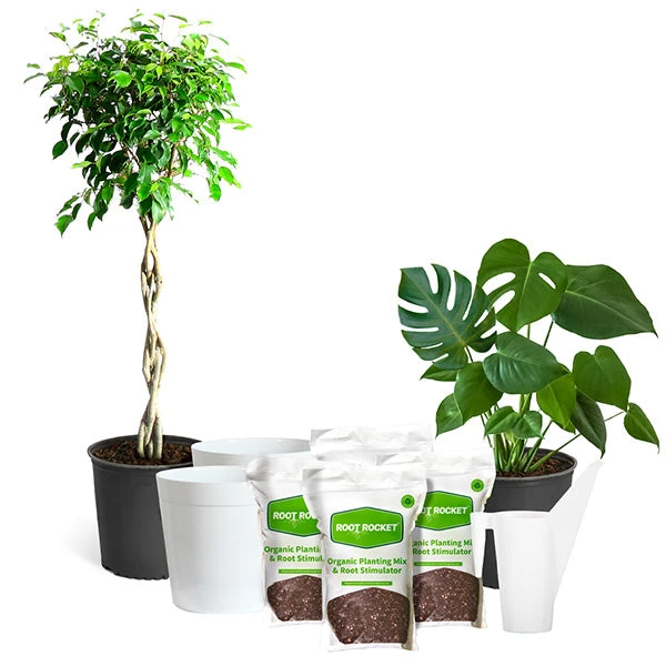 All-in-One House Plant Starter Kit 3 All-in-One House Plant Starter Kit