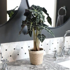 Alocasia Polly With Decorative Pot -Plant Sale Shop Alocasia 2