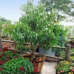 Alphonso Mango 11 Alphonso Mango -Plant Sale Shop Alphonso Mango 1 FGT