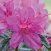 Autumn Amethyst® Encore® Azalea 2 Autumn Amethyst® Encore® Azalea -Plant Sale Shop Amathyst Encore Azalea 600x600 d5c85a1a 96c9 437b b713 6a0b44fcc575