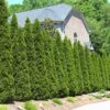 American Arborvitae -Plant Sale Shop American Arborvitae FGT 600x600 66a6204b d353 41a4 b093 f749e6956bfc