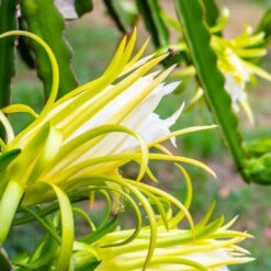 American Beauty Dragon Fruit 12 American Beauty Dragon Fruit -Plant Sale Shop American Beauty Dragon Friuit 3