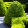 American Boxwood Shrub -Plant Sale Shop American Boxwood FGT 600x600 b976cdb1 20b7 42ea 8427 cd442be88a38