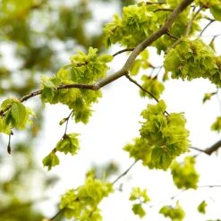 American Elm Tree -Plant Sale Shop American Elm Tree 8