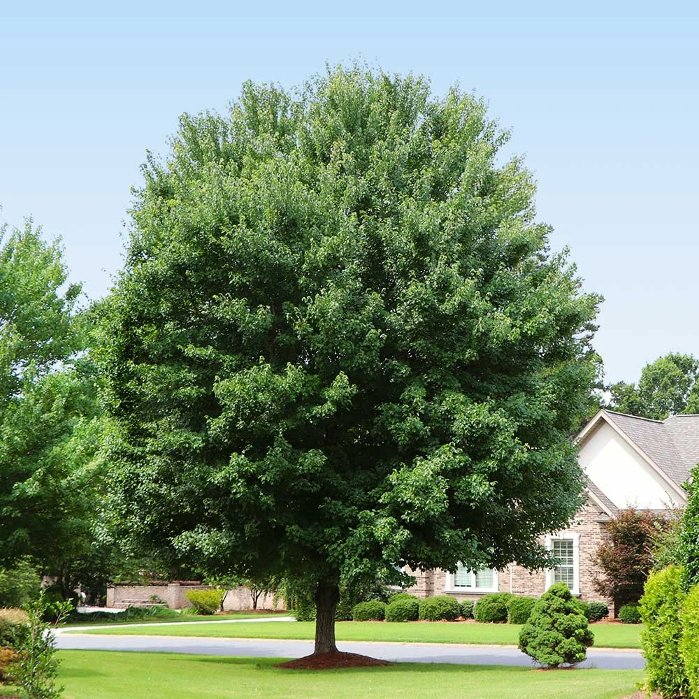 American Red Maple Tree 6 American Red Maple Tree - Image 4