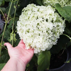 Annabelle Hydrangea Shrub 10 Annabelle Hydrangea Shrub -Plant Sale Shop Annabelle Hydrangea 3
