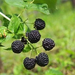 Apache Blackberry - USDA Organic 8 Apache Blackberry - USDA Organic -Plant Sale Shop Apache Blackberry 450 D1 4179cffd f3d4 477a bfba 36257375e93a