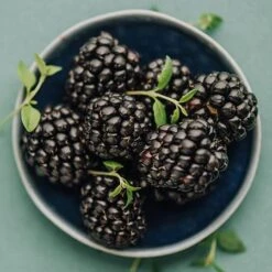 Apache Blackberry - USDA Organic 9 Apache Blackberry - USDA Organic -Plant Sale Shop Apache Blackberry 450 D2 0178c099 4324 413f a424 048cda519a64