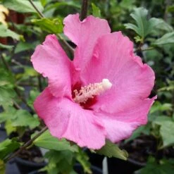 Aphrodite Rose Of Sharon Althea Shrub 8 Aphrodite Rose Of Sharon Althea Shrub -Plant Sale Shop Aphrodite Rose of Sharon 1