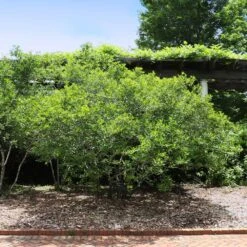 Apollo Winterberry Holly Shrub -Plant Sale Shop Apollo WInterberry 2