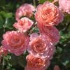 Apricot Drift® Rose 1 Apricot Drift® Rose -Plant Sale Shop Apricot Drift Rose 600x600 b21d2c85 ec69 480e 8ebc bc87daa7cd1c