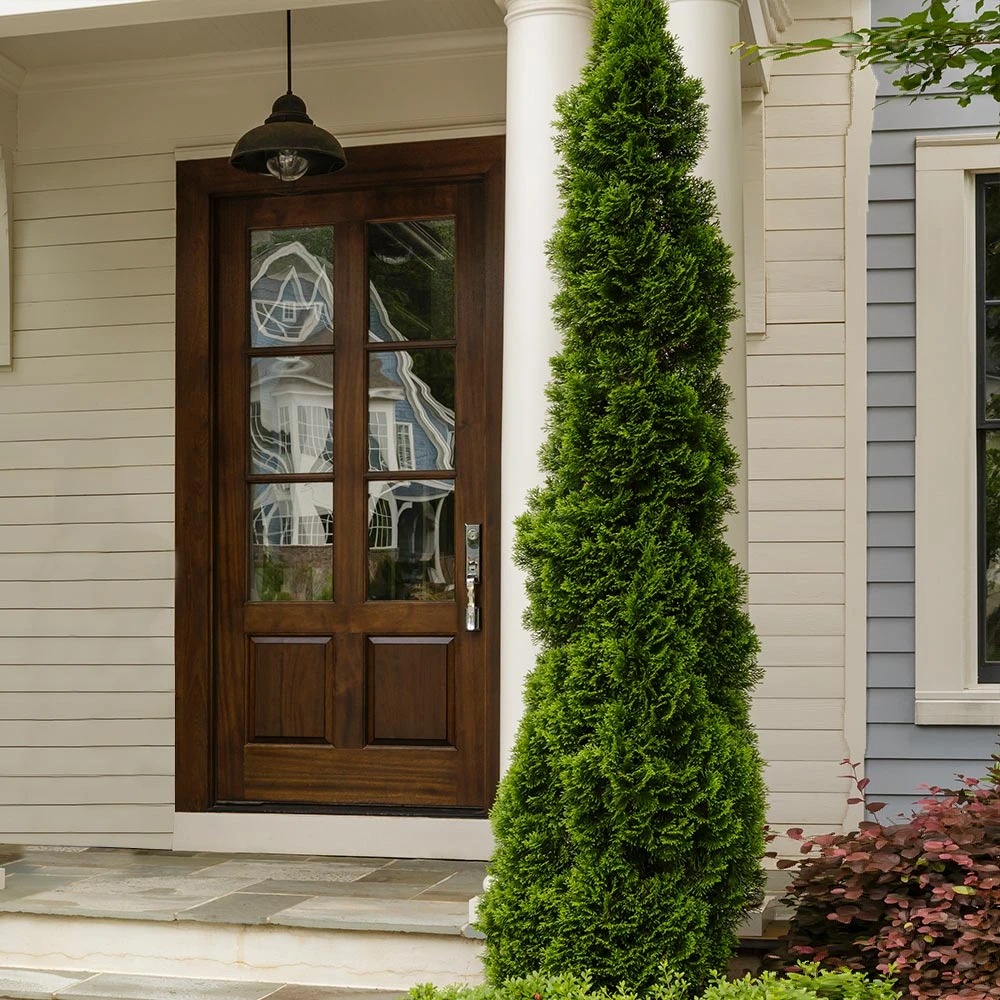 Degroot's Spire Thuja Arborvitae Tree 6 Degroot's Spire Thuja Arborvitae Tree - Image 4