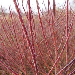 Arctic Fire® Red Twig Dogwood 10 Arctic Fire® Red Twig Dogwood -Plant Sale Shop Arctic Fire Twig Dogwood 3