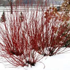 Arctic Fire® Red Twig Dogwood 11 Arctic Fire® Red Twig Dogwood -Plant Sale Shop Arctic Fire Twig Dogwood 5 FGT