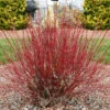 Arctic Fire® Red Twig Dogwood -Plant Sale Shop Arctic Fire Twig Dogwood FGT 600x600 b778e302 da34 46ed 927d 499b6bb85276