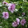 Ardens Rose Of Sharon Althea Shrub 2 Ardens Rose Of Sharon Althea Shrub -Plant Sale Shop Ardens Rose of Sharon FGT 600x600 457c9491 47ef 4aa0 8317 eab1882be387