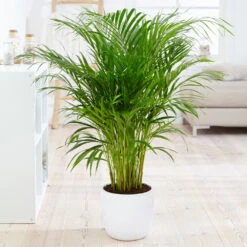 Boho House Plant Kit -Plant Sale Shop Areca Palm 4 FGT fcbe875e 49cd 4b51 b093 6501553ebaf3