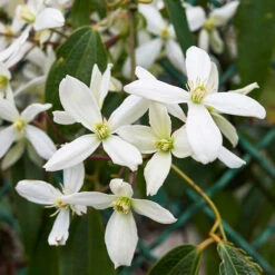 Front Page 17 Armandii Snowdrift Clematis