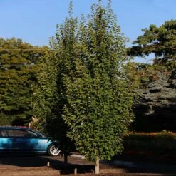 Armstrong Gold® Maple -Plant Sale Shop Armstrong Gold 3