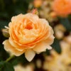 At Last® Rose 1 At Last® Rose -Plant Sale Shop At Last Rose FGT 600x600 33005dce 3ead 40af 986d 6c383c692078
