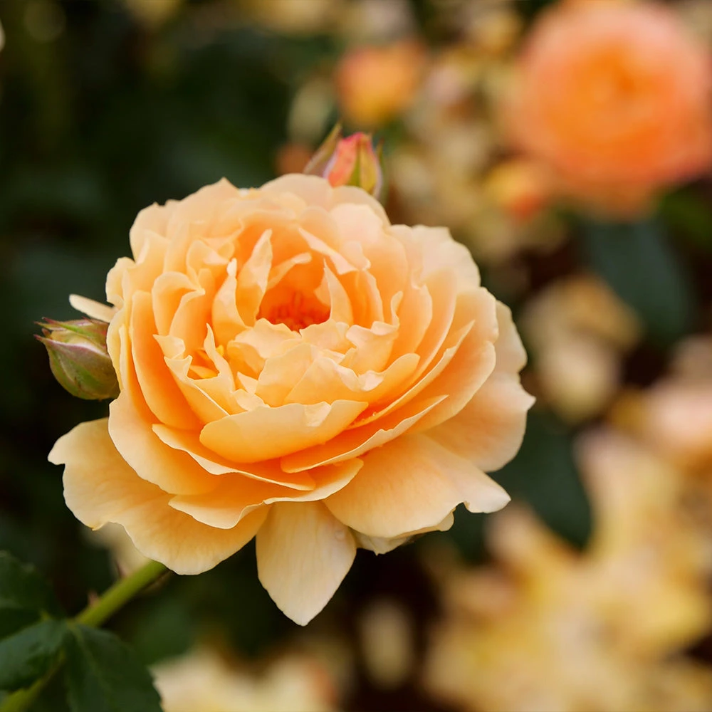 At Last® Rose 4 At Last® Rose - Image 2