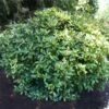Japanese Gold Dust Aucuba Shrub 1 Japanese Gold Dust Aucuba Shrub -Plant Sale Shop Aucuba Japonica Gold Dust 600x600 5fbb13f8 57d7 41a4 8038 4f2d1c089017