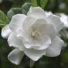 August Beauty Gardenia Shrub 2 August Beauty Gardenia Shrub -Plant Sale Shop August Beauty Gardenia 2 FGT