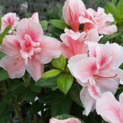 Autumn Belle® Encore® Azalea Shrub -Plant Sale Shop Autumn Belle Encore Azalea FGT 3