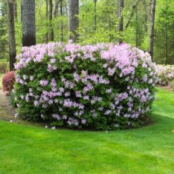 Autumn Belle® Encore® Azalea Shrub -Plant Sale Shop Autumn Belle Encore Azalea FGT 5